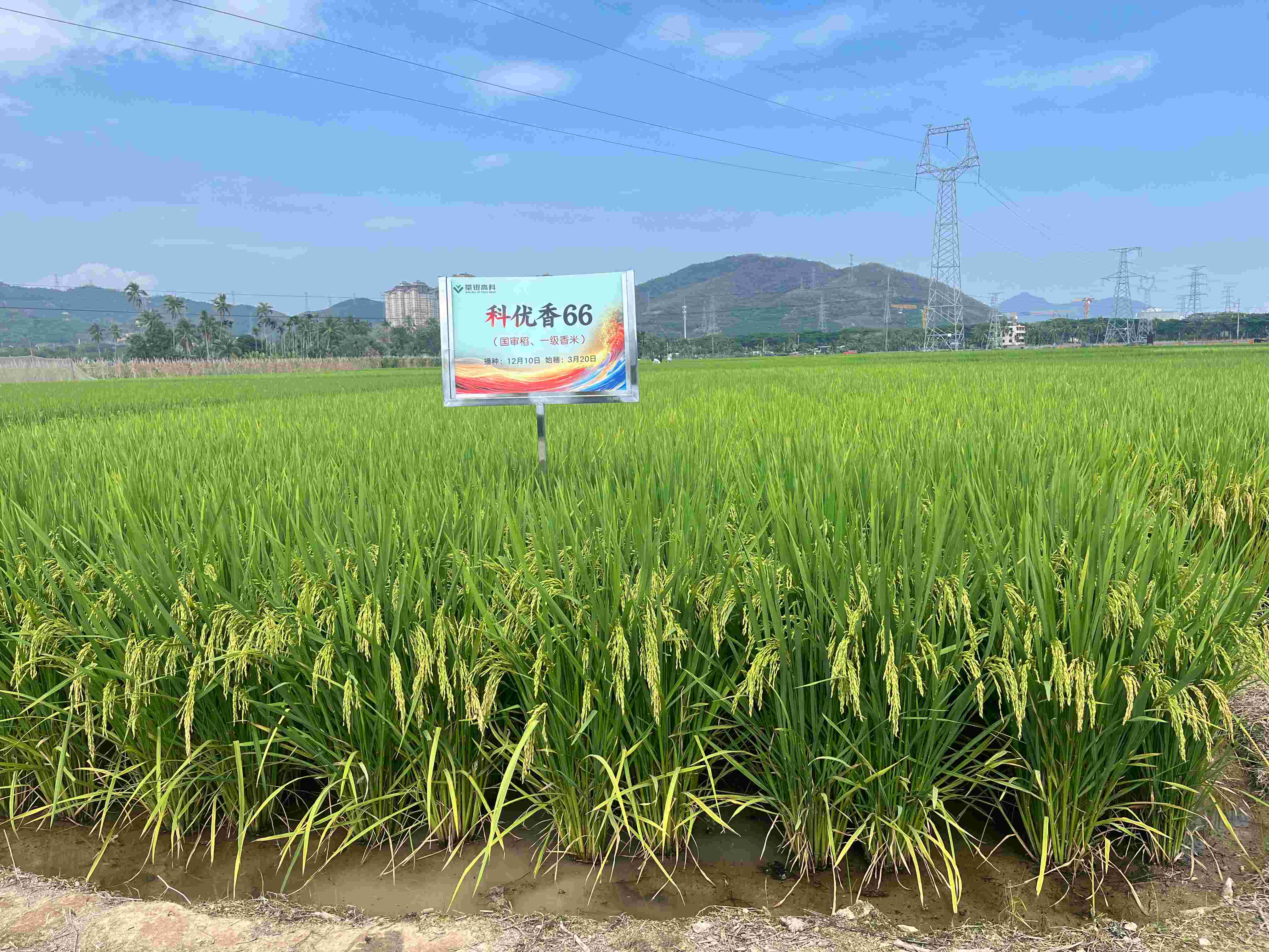 科優香66 (2).jpg 科優香66 (2).jpg