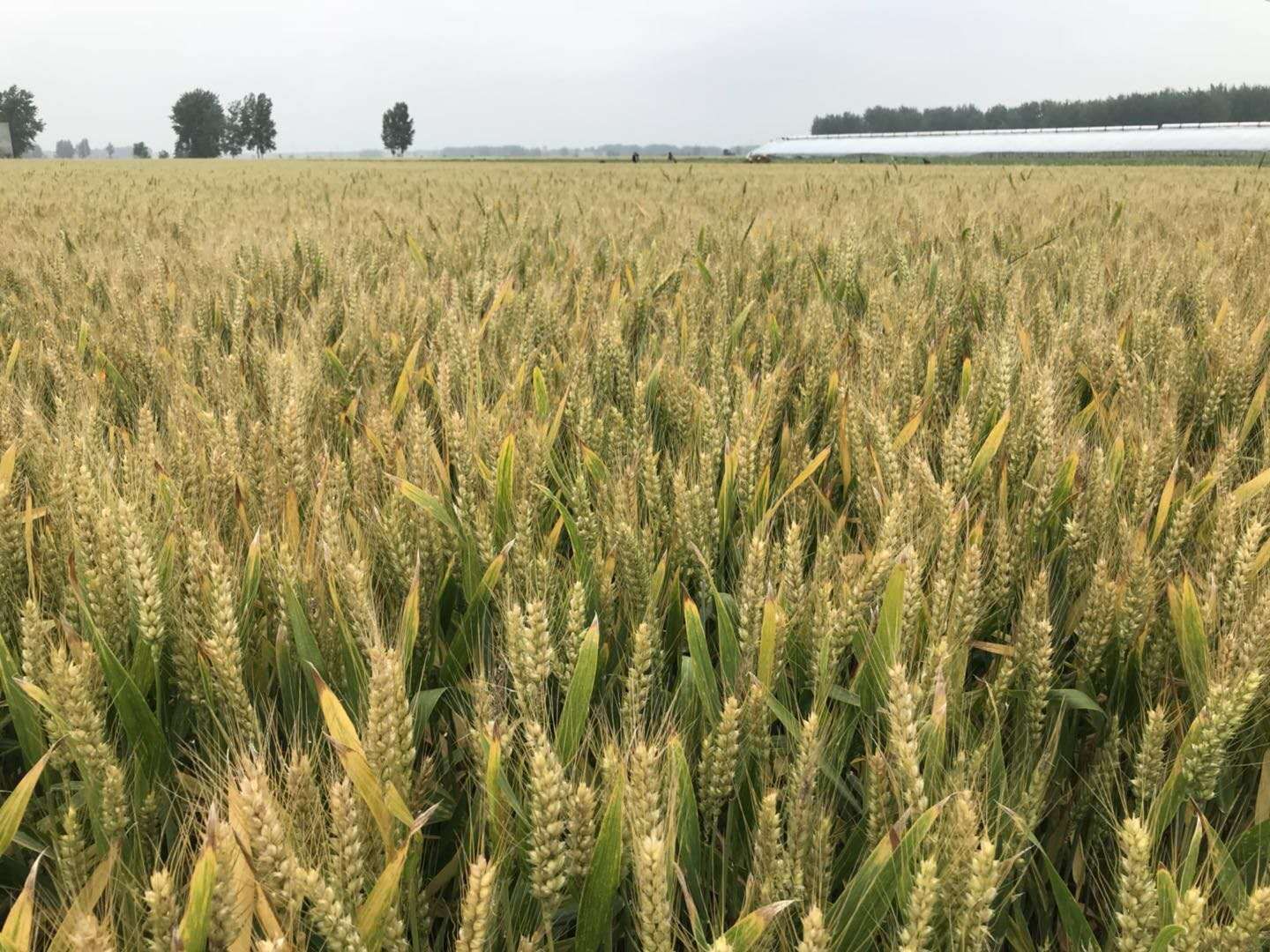 4、安科1401.jpg 4、安科1401.jpg